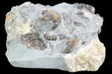 Ammonite (Promicroceras) Cluster - Somerset, England #86255-2